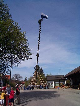 Maibaum013